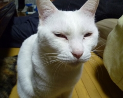 syokora7