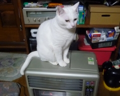 syokora15