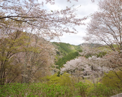 yoshino1