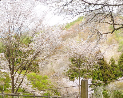 yoshino4