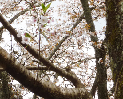 yoshino5