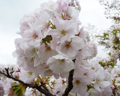yoshino8
