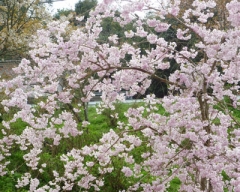 yoshino9