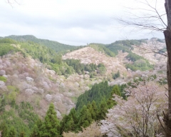 yoshino10