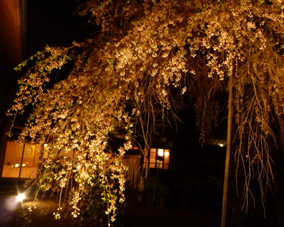 yoshino15
