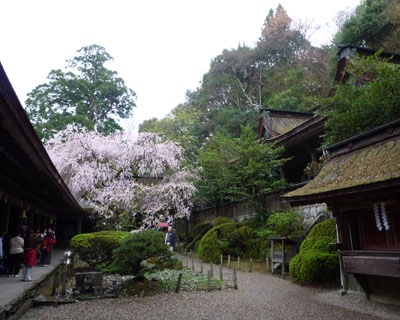 yoshino17
