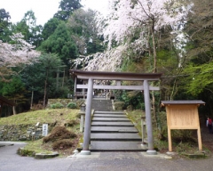 yoshino18