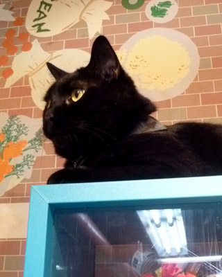 nekobukuro29.jpg