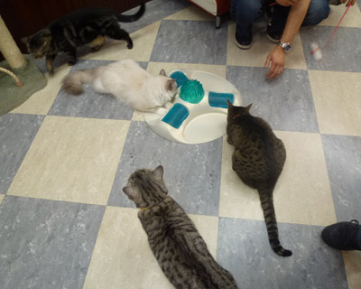 nekobukuro9.jpg