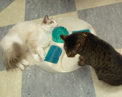 nekobukuro10.jpg