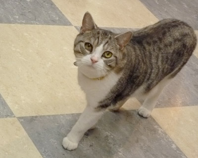 nekobukuro11.jpg
