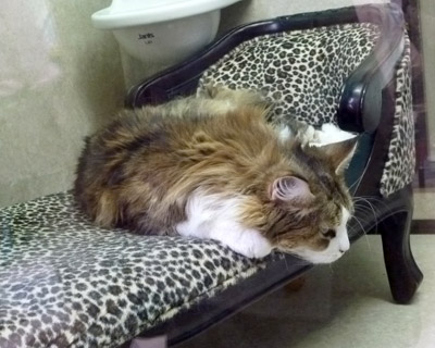 nekobukuro12.jpg