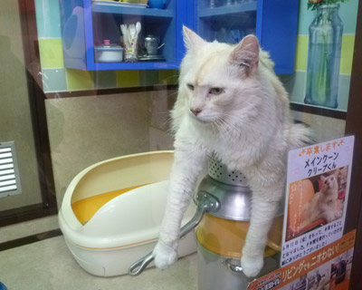 nekobukuro13.jpg