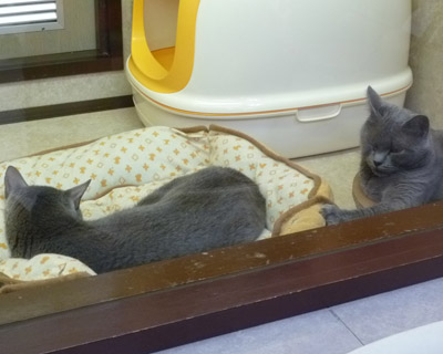 nekobukuro14.jpg