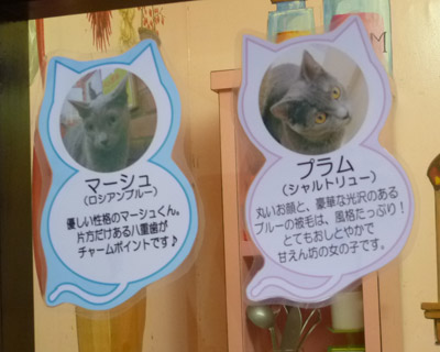 nekobukuro15.jpg