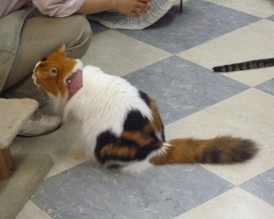 nekobukuro16.jpg