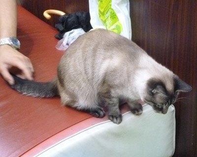 nekobukuro17.jpg