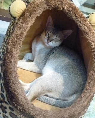 nekobukuro18.jpg