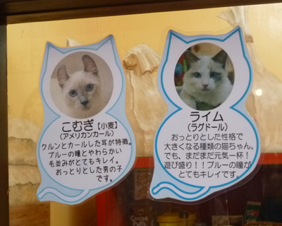 nekobukuro20.jpg