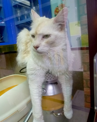 nekobukuro22.jpg