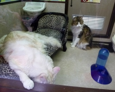 nekobukuro23.jpg