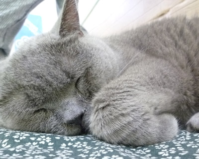 nyanda15.jpg