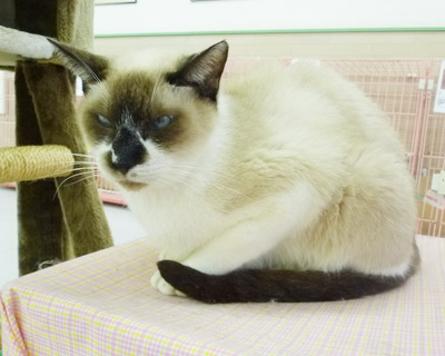 nyanda19.jpg