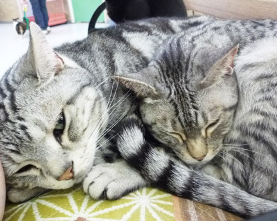nyanda23.jpg