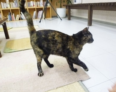 nyanda25.jpg