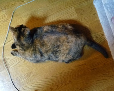 いくら11