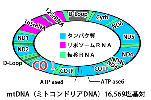 長崎街道144 dnaバーコーディングとpcrと 20200607 1925726 jpg
