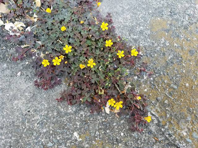 shareimage20190422_172456.jpg