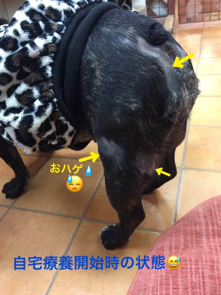 脂漏症になった犬の症状