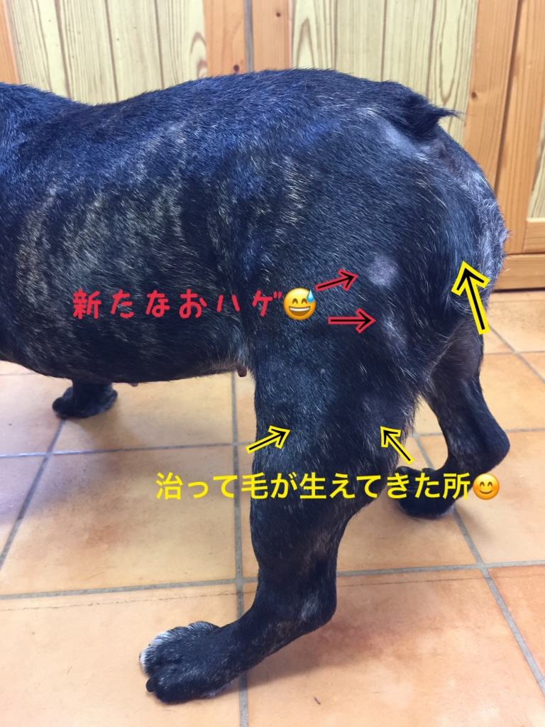 脂漏症治療の途中経過の画像