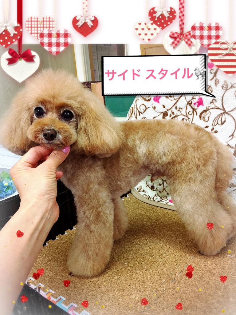 Blog 犬のカットスタイル トイプードルのカット例 ドッグベリー日記 ドッグベリー