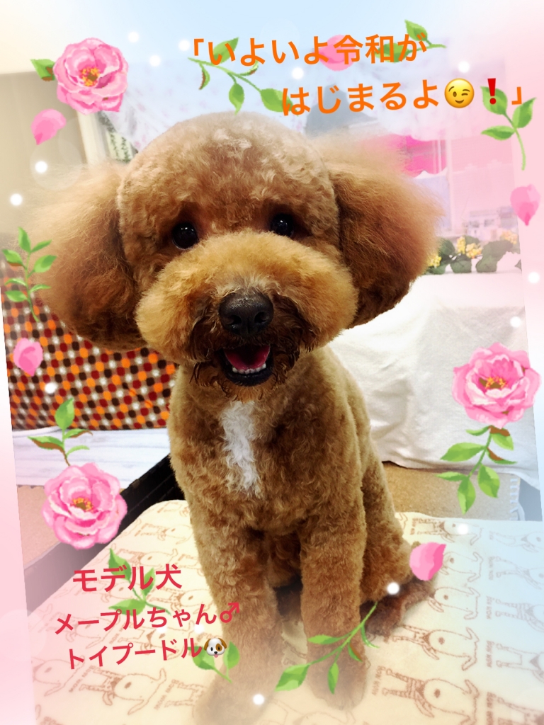 トイプードル メープル君のカット例
