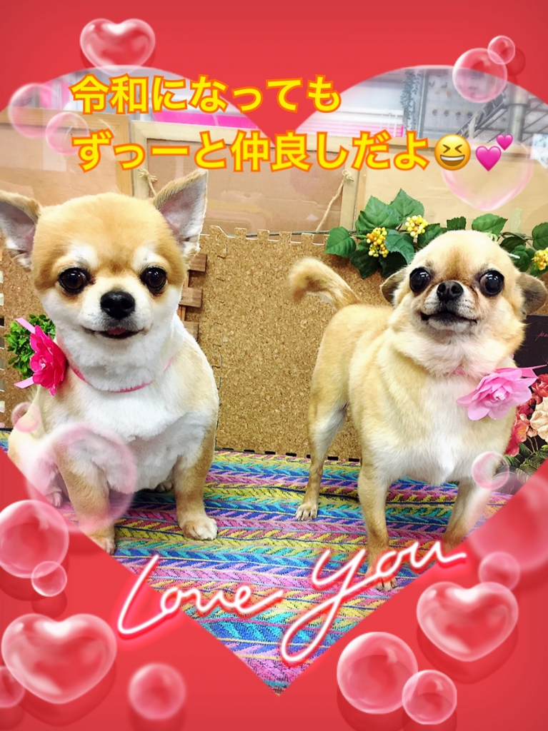 かわいいチワワの画像