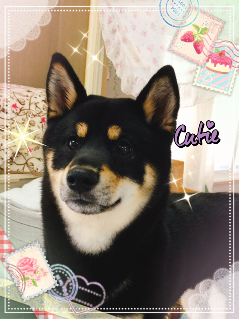 クロ柴犬りゅう君