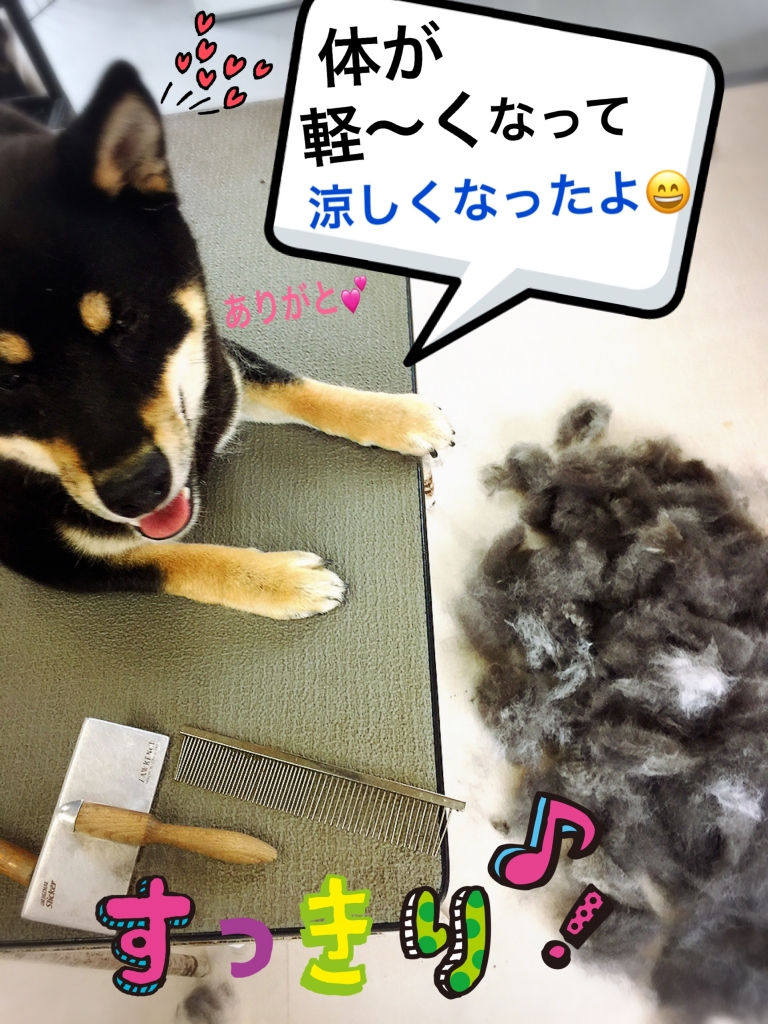 ご機嫌なくろ柴犬りゅう君