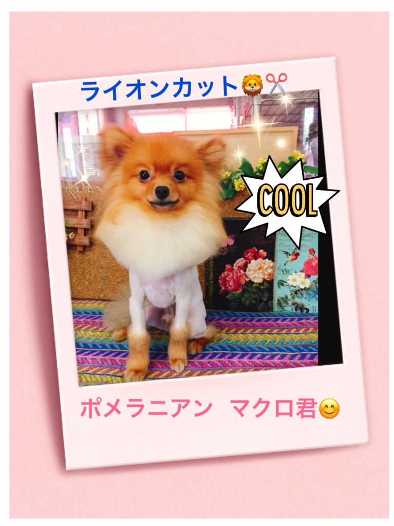 ポメラニアンのライオンカットの画像