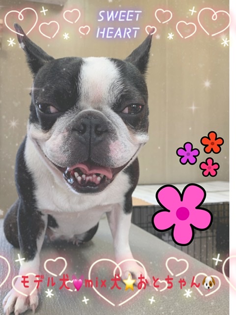 ボストンテリア&フレンチブルドックのミックス犬
