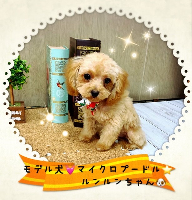 マイクロプードル アプリコット 画像