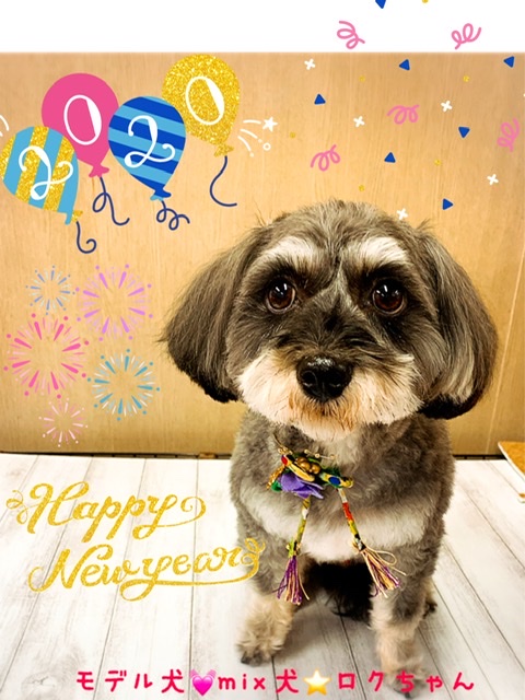 トイプードル ミニチュアシュナウザーのミックス犬の画像