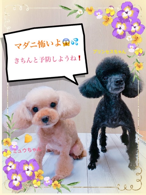 アプリコットプードル ブラックプードル サマーマイアミ ベアカット