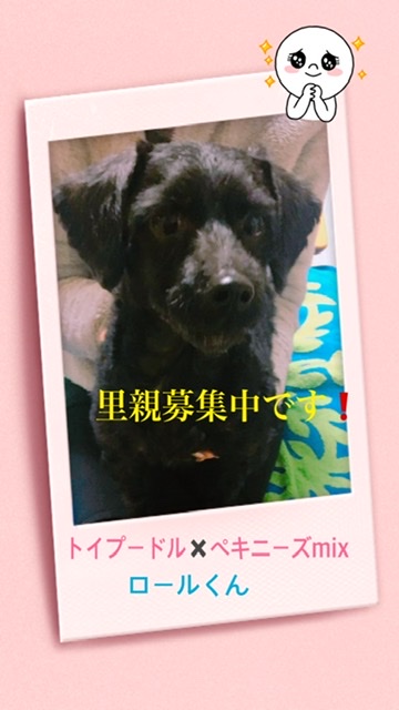 トイプードルとペキニーズミックス犬の画像