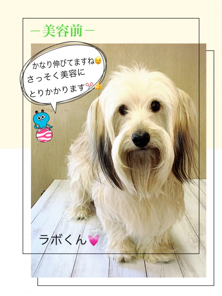 ミニチュアダックスとシュナウザーのミックス犬の画像