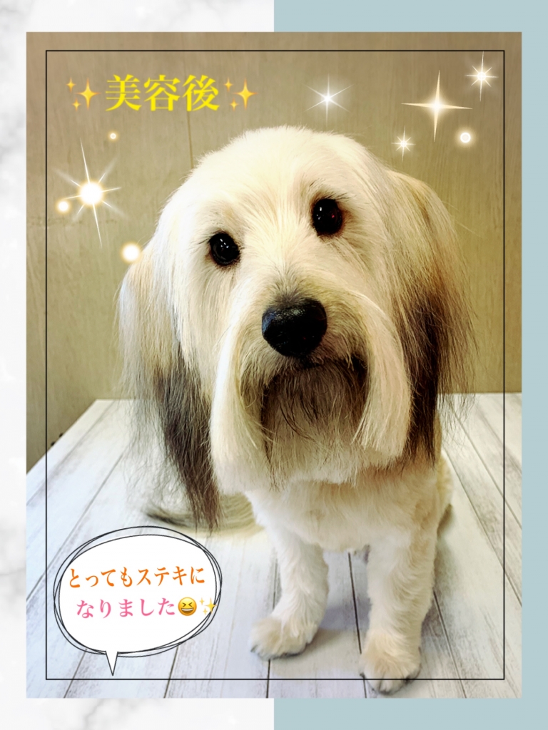 ミックス犬ラボくん 美容後カット終了後の画像