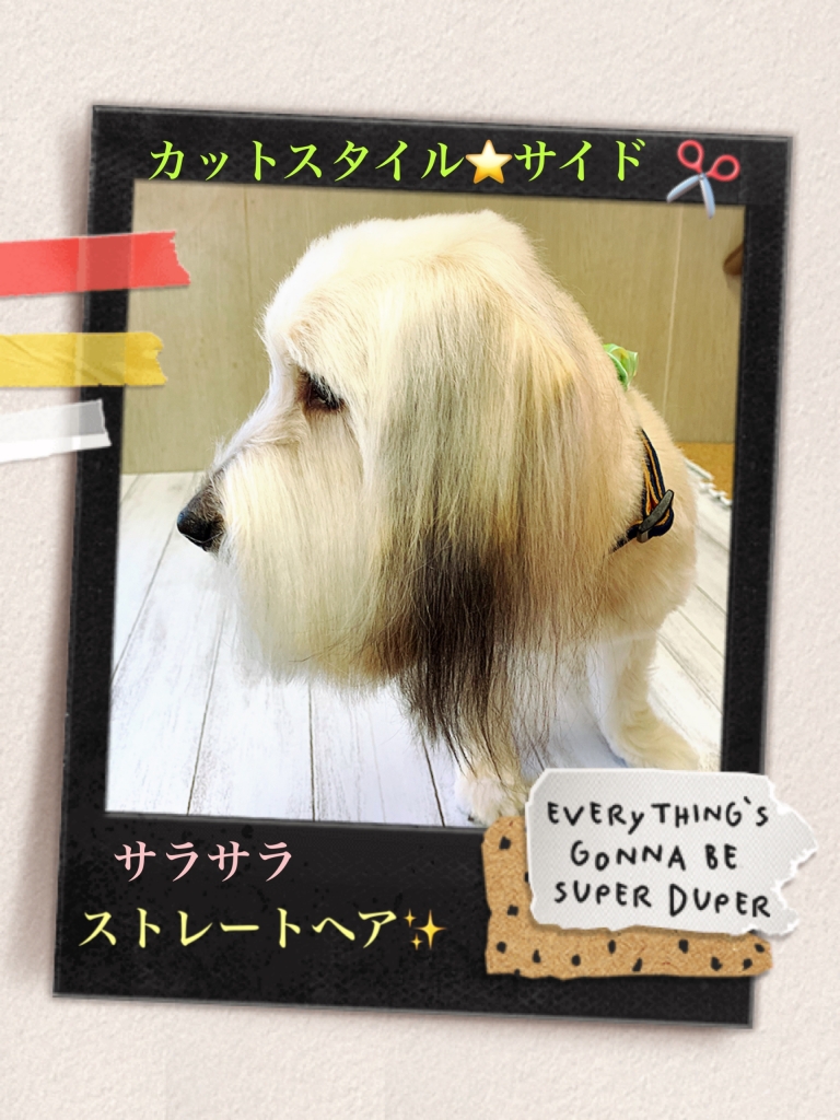 ミックス犬 ラボ君の横顔の画像