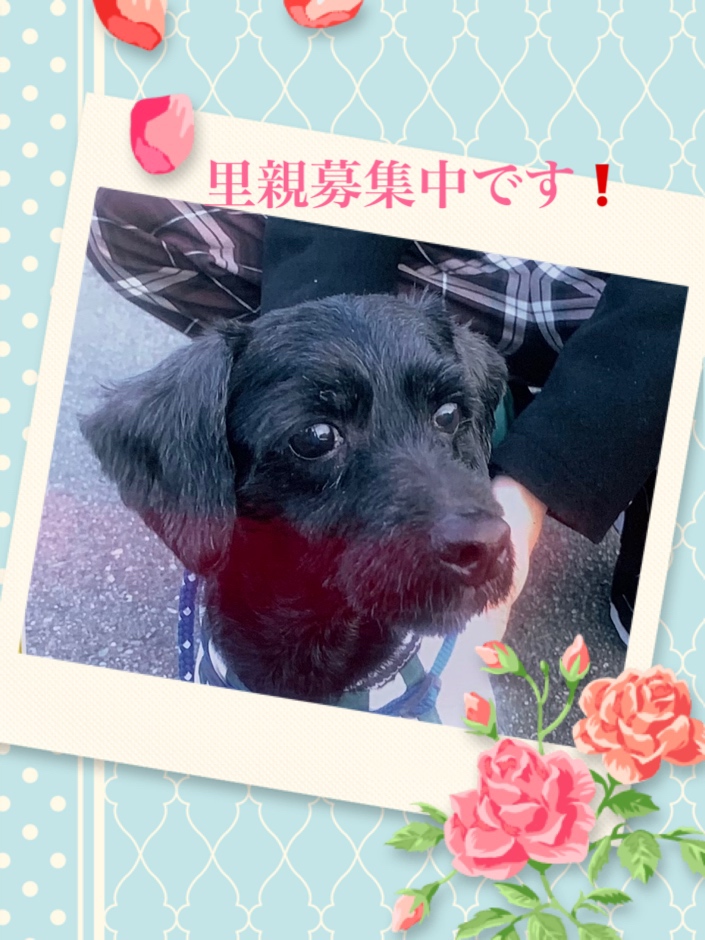 トイプードルとペキニーズのミックス犬の里親募集の画像