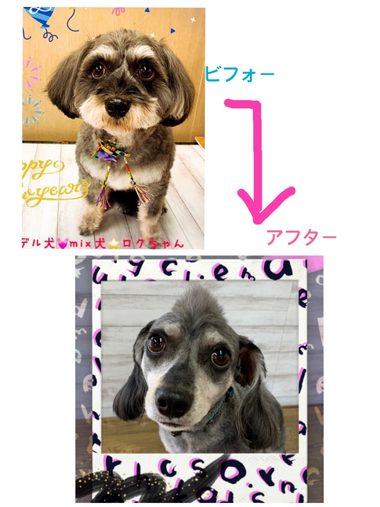 ダックスとシュナウザーのミックス犬六ちゃん画像